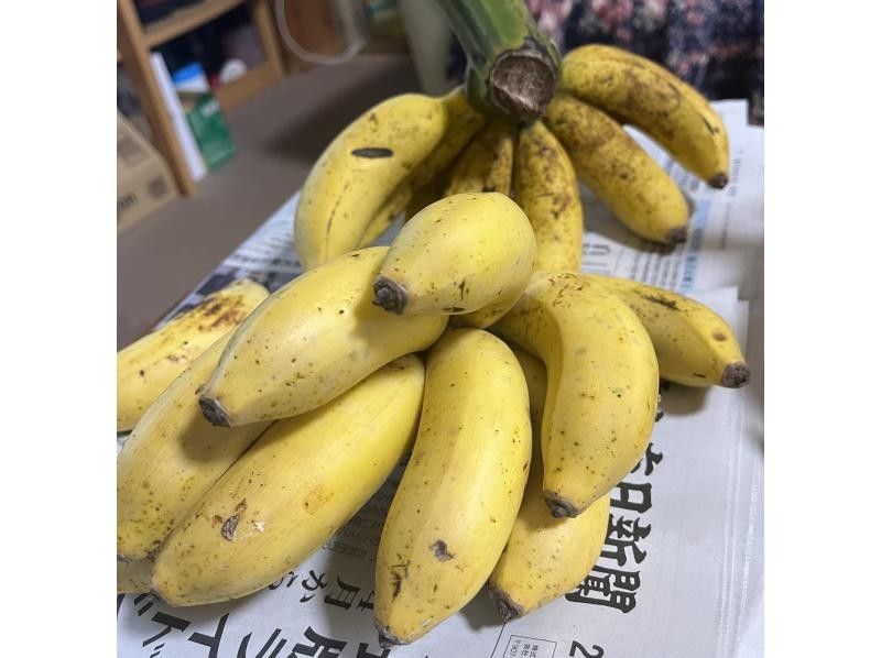 【特安/石垣島】春休みセール！！マングローブカヌー（おやつ付き）写真動画無料！（防水ケースレンタル・駐車場無料トイレ シャワー完備）の紹介画像