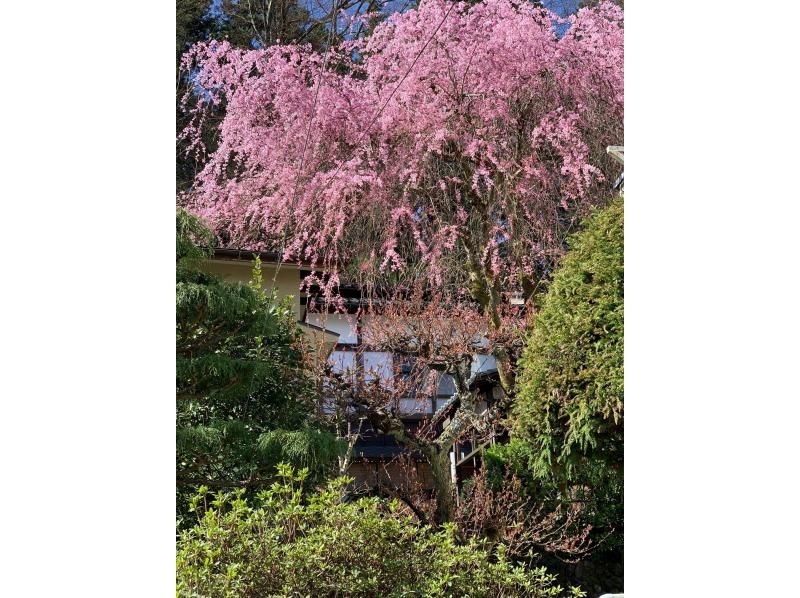 新潟県加茂市　ヤマカフェ　春のイベント「桜を愉しむカフェ」の紹介画像