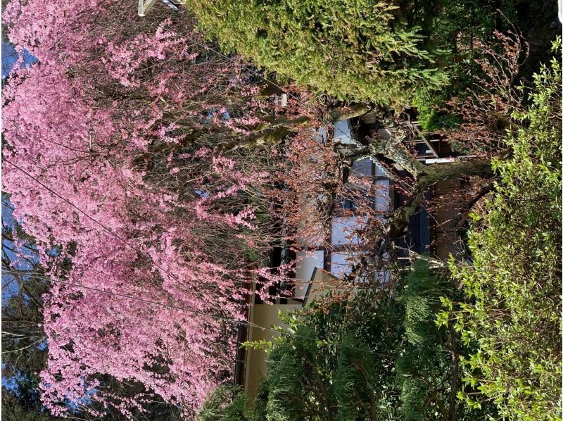 新潟県加茂市　ヤマカフェ　春のイベント「桜を愉しむカフェ」の紹介画像