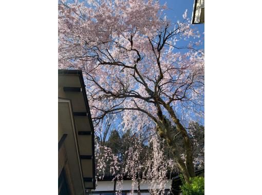 新潟県加茂市 ヤマカフェ 春のイベント「桜を愉しむカフェ」 新潟県加茂市 ヤマカフェ 春のイベント「桜を愉しむカフェ」