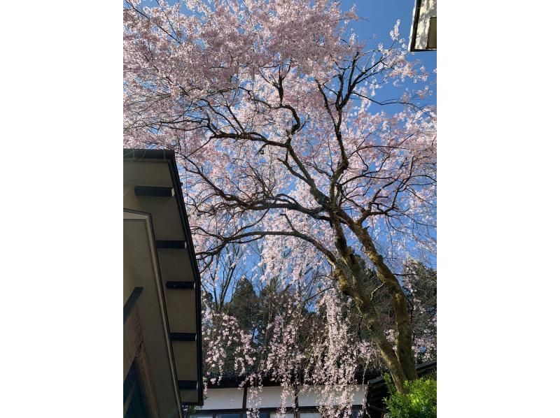 新潟県加茂市　ヤマカフェ　春のイベント「桜を愉しむカフェ」の紹介画像