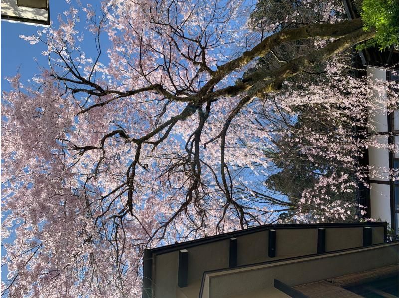 新潟県加茂市　ヤマカフェ　春のイベント「桜を愉しむカフェ」の紹介画像