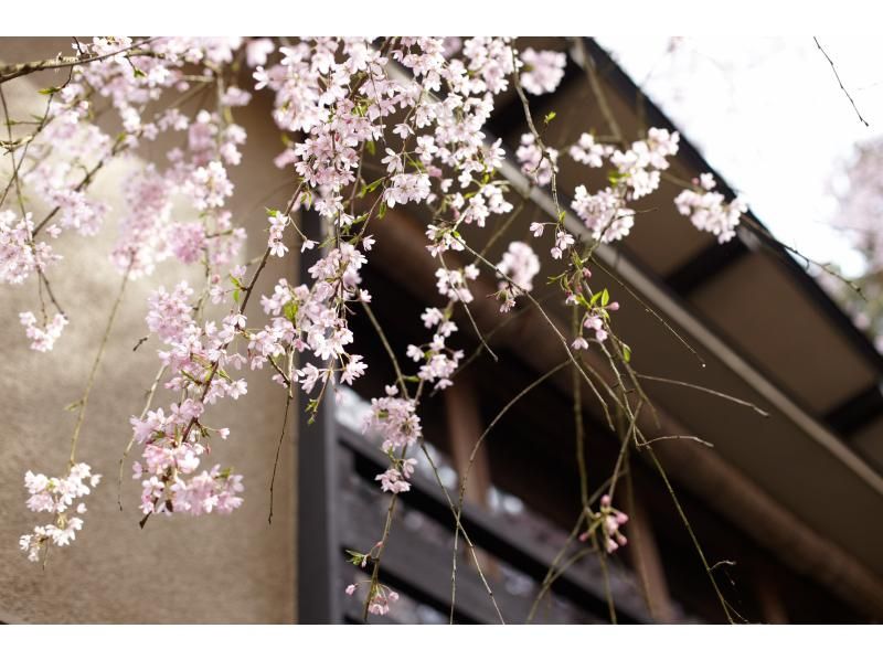 新潟県加茂市　ヤマカフェ　春のイベント「桜を愉しむカフェ」の紹介画像