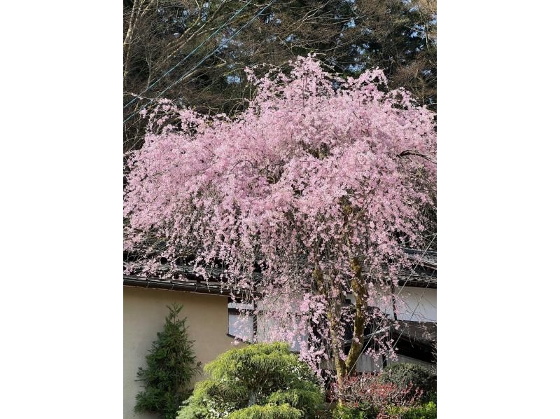 新潟県加茂市　ヤマカフェ　春のイベント「桜を愉しむカフェ」の紹介画像