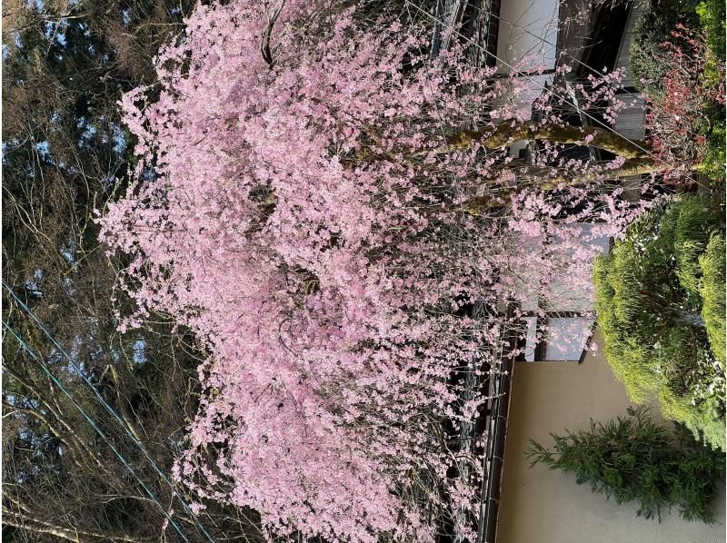 新潟県加茂市　ヤマカフェ　春のイベント「桜を愉しむカフェ」の紹介画像