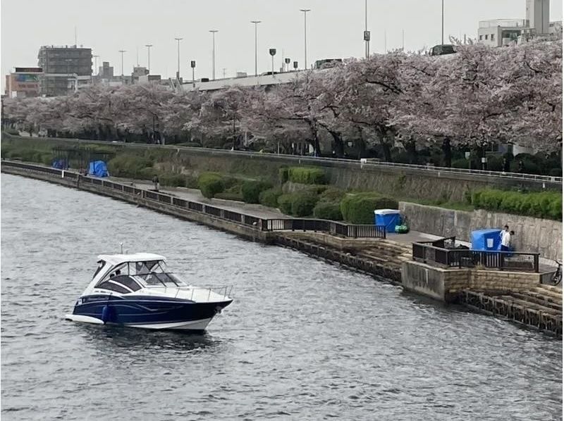 [东京丰洲] 赏樱包船3小时游船（下午/晚上）の紹介画像