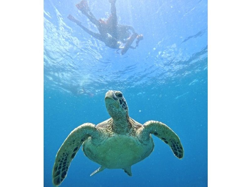 ★Student discount★【Phantom island & 99.99% chance of encountering sea turtles】Visiting popular spots★Lowest price in the industry★Family discount★【Participation possible for ages 3 and up】Reservations accepted on the day! Free pick-up and drop-off/photosの紹介画像