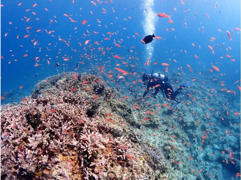 【沖縄・石垣島】幻の島上陸＆体験ダイビング！写真データプレゼント♪の紹介画像