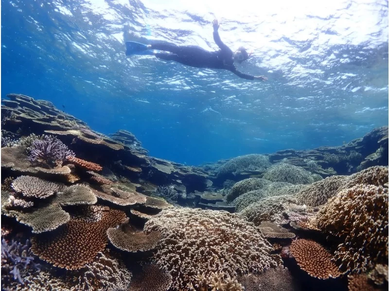 【沖縄・石垣島】幻の島上陸＆ウミガメorマンタシュノーケリング！GoPro無料レンタルあり（午前/午後）の紹介画像