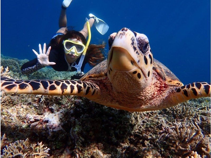 【沖縄・石垣島】幻の島上陸＆ウミガメorマンタシュノーケリング！GoPro無料レンタルあり（午前/午後）の紹介画像