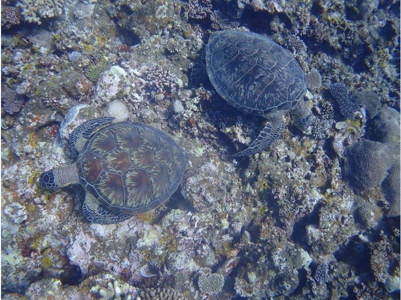 【沖縄・石垣島】幻の島上陸＆ウミガメorマンタシュノーケリング！GoPro無料レンタルあり（午前/午後）の紹介画像