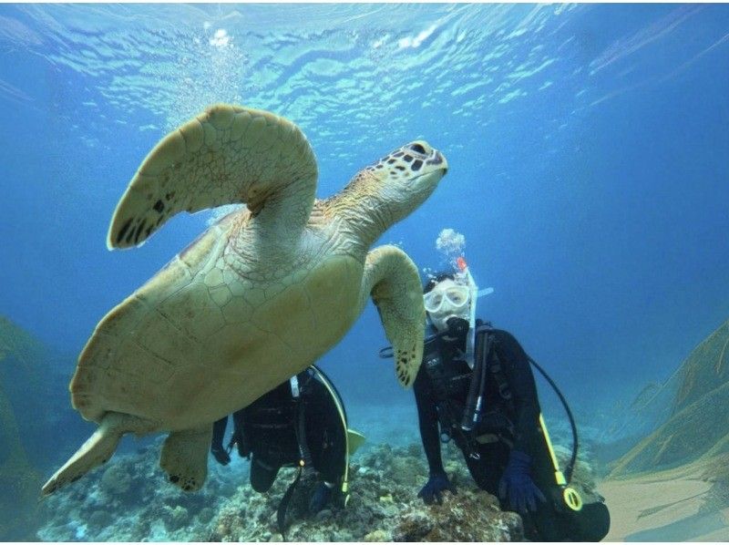 【石垣島でウミガメと泳ごう！】ウミガメポイント体験ダイビング（GoPro写真サービス付き）の紹介画像