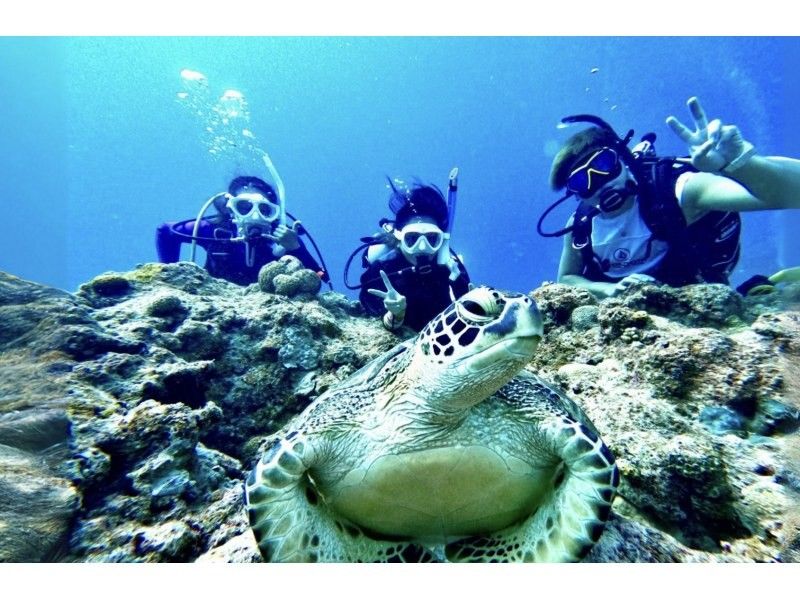 [Swim with sea turtles in Ishigaki Island!] Sea turtle point experience diving (with GoPro photo service)の紹介画像