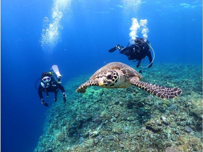 [Okinawa ・ Miyakojima 】 Forget time and enjoy elegantly! Experience by boat Diving ・ 1 dive [1 day course with lunch]の紹介画像