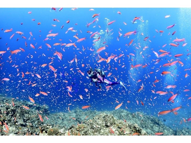 [Okinawa ・ Miyakojima 】 Forget time and enjoy elegantly! Experience by boat Diving ・ 1 dive [1 day course with lunch]の紹介画像