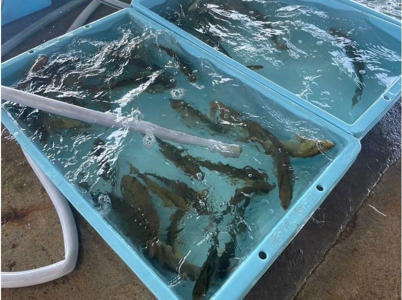 [Aichi, Atsumi Peninsula] Atsumi Fish Market Live Auction Experienceの紹介画像