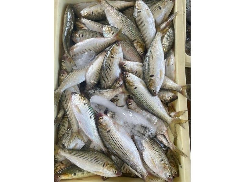 [Aichi, Atsumi Peninsula] Atsumi Fish Market Live Auction Experienceの紹介画像