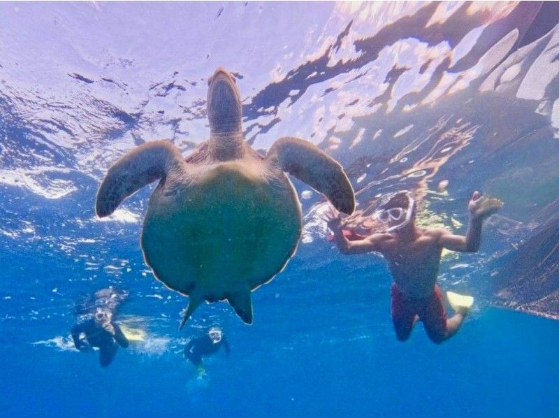 [Swim with sea turtles!] Sea turtle point snorkeling (with GoPro photo service)の紹介画像