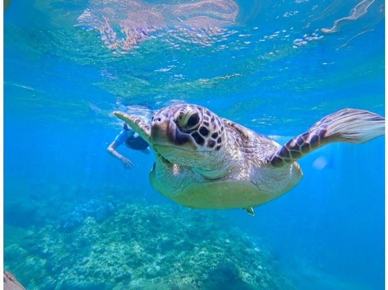 【ウミガメと泳ごう！】ウミガメポイントシュノーケリング（GoPro写真サービス付き）の紹介画像