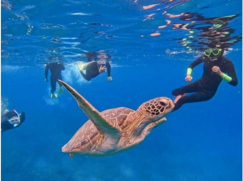 [Swim with sea turtles!] Sea turtle point snorkeling (with GoPro photo service)の紹介画像