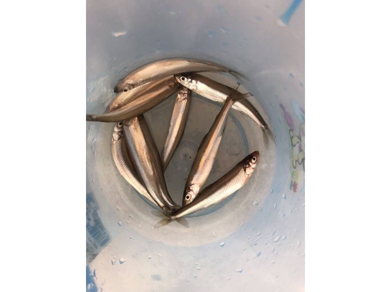 [Hokkaido, Sapporo area] Student support! Student discount plan! Ice fishing for smelt on the Barato River! Come empty-handed! Includes smelt tempura ♪ ~Pickup and drop-off from Sapporo Station~の紹介画像