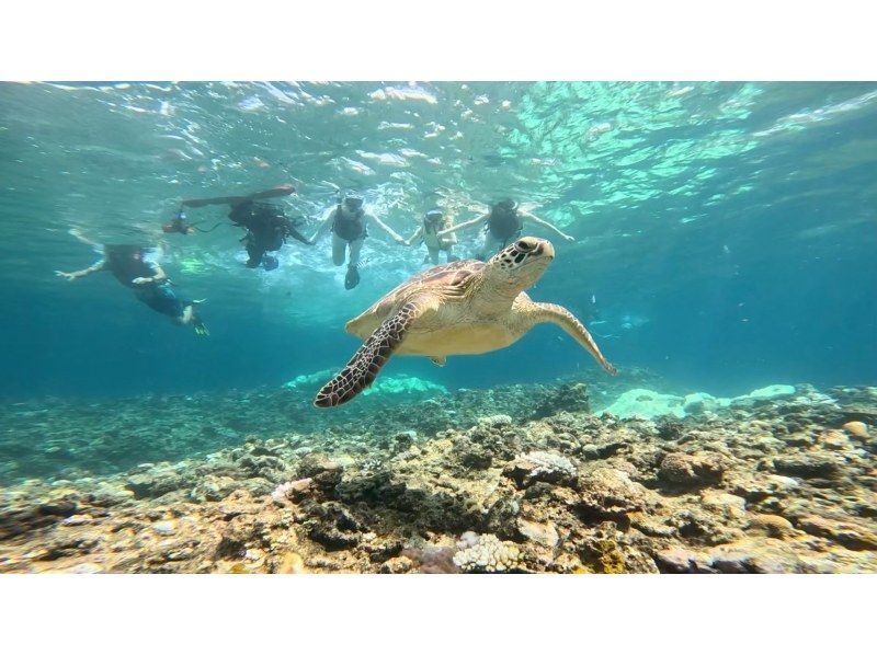 [Ishigaki Island/Half-day] Spectacular views! Kabira Bay Clear SUP & Blue Cave Exploration & Sea Turtle Snorkeling with a 99.9% chance of encountering sea turtles. Same-day reservations accepted! A very popular tour for couples and girls' trips.の紹介画像