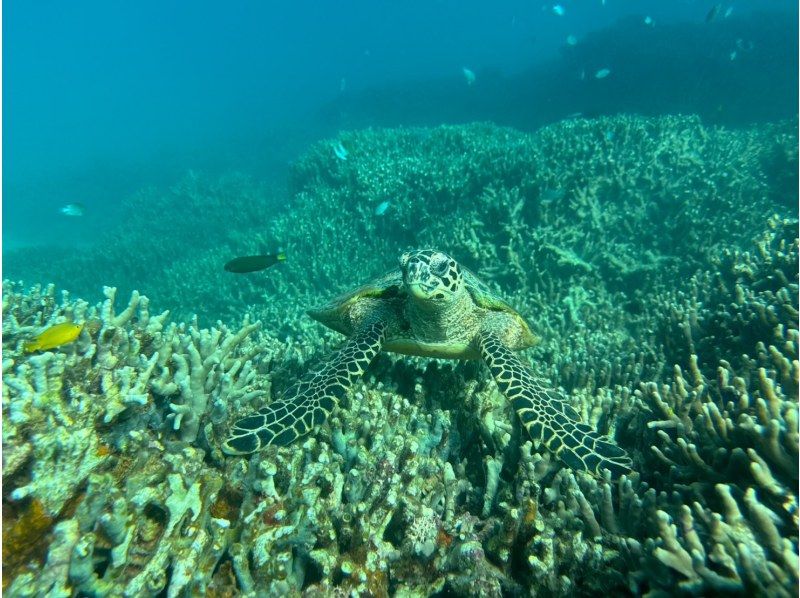 【沖繩・瀨底・水納島浮潛】★初學者或不會游泳也不用擔心！船用浮潛！の紹介画像