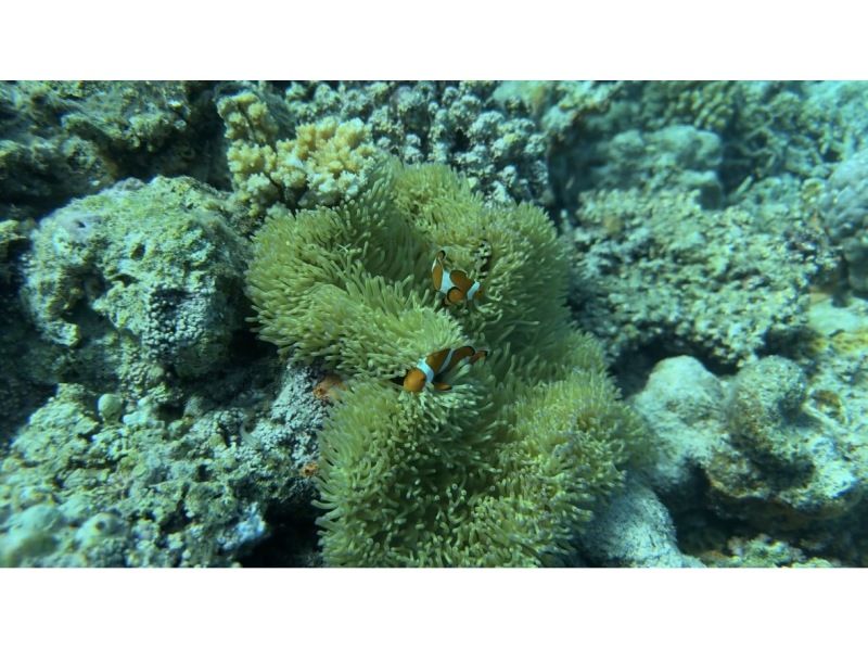 【沖繩北谷町瀨底水納島浮潛】★初學者和不會游泳的人也能安心！船用浮潛の紹介画像