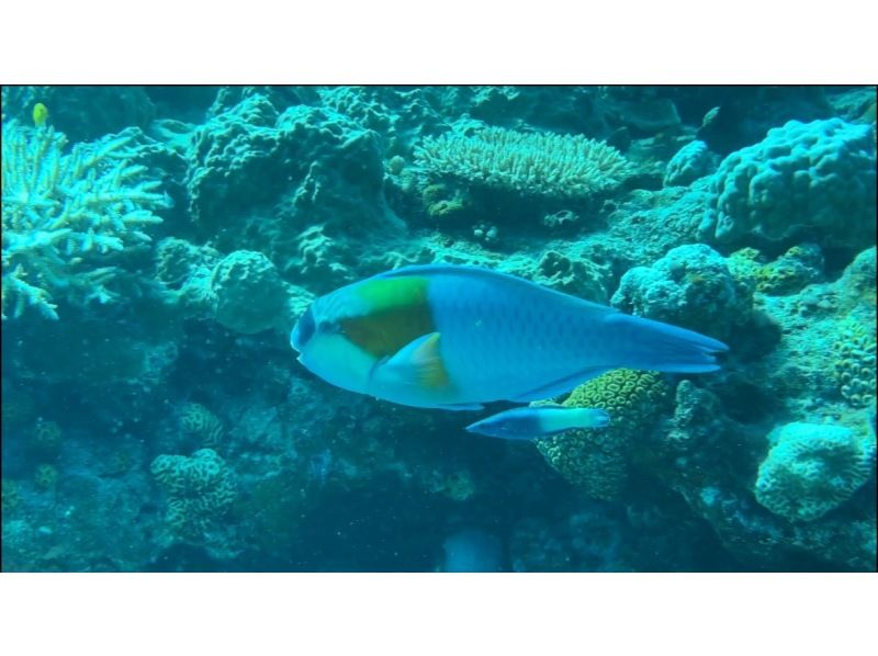 ★Boat snorkeling★Even beginners and those who can't swim can feel at ease! ★Departing and arriving from Chatan Town! の紹介画像