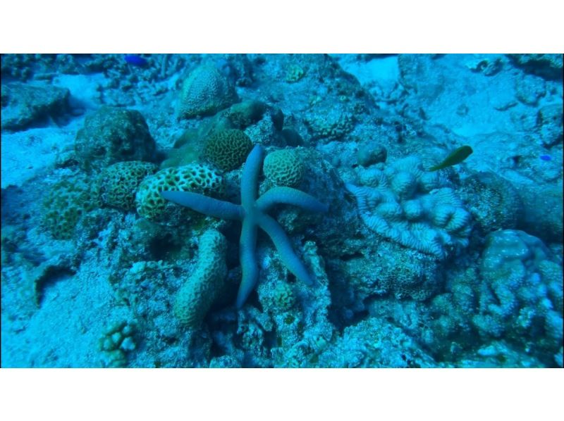 ★Boat snorkeling★Even beginners and those who can't swim can feel at ease! ★Departing and arriving from Chatan Town! の紹介画像
