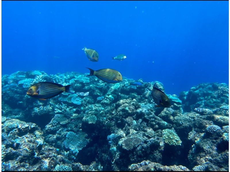 ★Boat snorkeling★Even beginners and those who can't swim can feel at ease! ★Departing and arriving from Chatan Town! の紹介画像