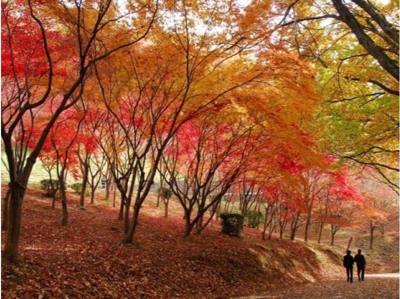 特急列車で行く！あしかがフラワーパークの「日本三大イルミネーション」＆織姫公園もみじ谷＆鑁阿寺の大いちょうの紅葉【029029-1421】の紹介画像