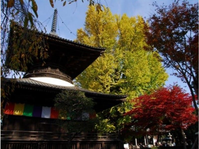 特急列車で行く！あしかがフラワーパークの「日本三大イルミネーション」＆織姫公園もみじ谷＆鑁阿寺の大いちょうの紅葉【029029-1421】の紹介画像