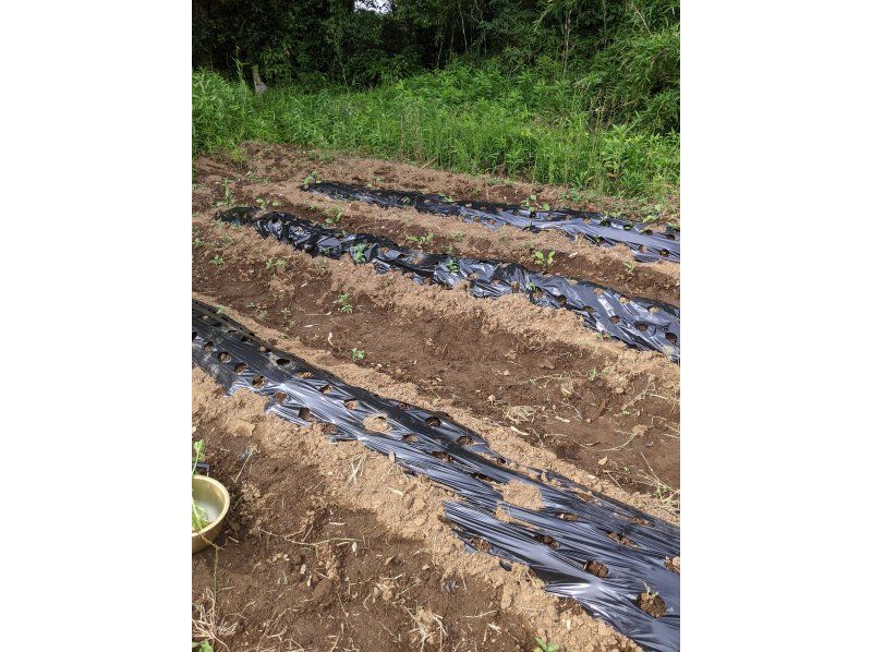 【千葉縣香取市】在農業發達的千葉縣與轉業農民一起體驗種植土豆の紹介画像