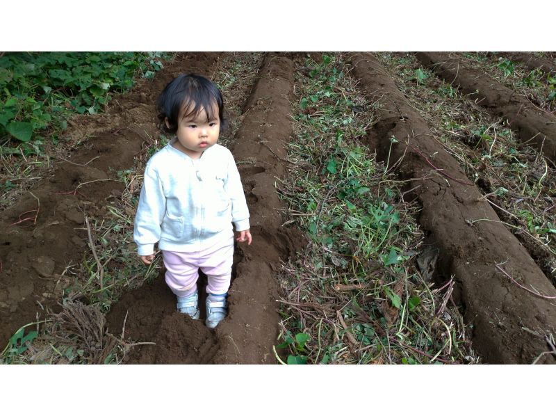 【千葉縣香取市】在農業發達的千葉縣與轉業農民一起體驗種植土豆の紹介画像