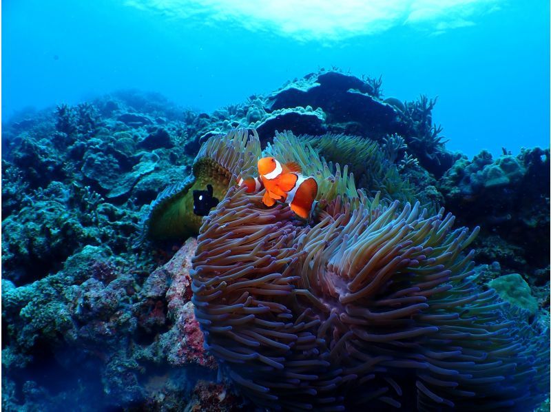 Discounts for groups of 4 or more! 3 boat dives for just 14,300 yen per person! Free photos and videos available only at Ginowan Marina or Seragaki Fishing Port!の紹介画像