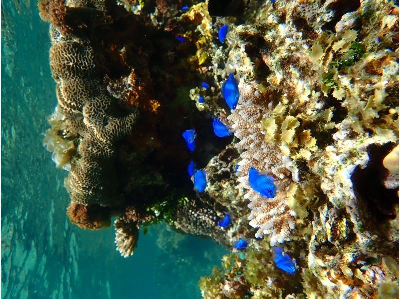 12月限定セール！石垣島・米原ビーチでスノーケルツアー！4歳〜OK！少人数制！温水シャワーあり！水中写真プレゼントの紹介画像