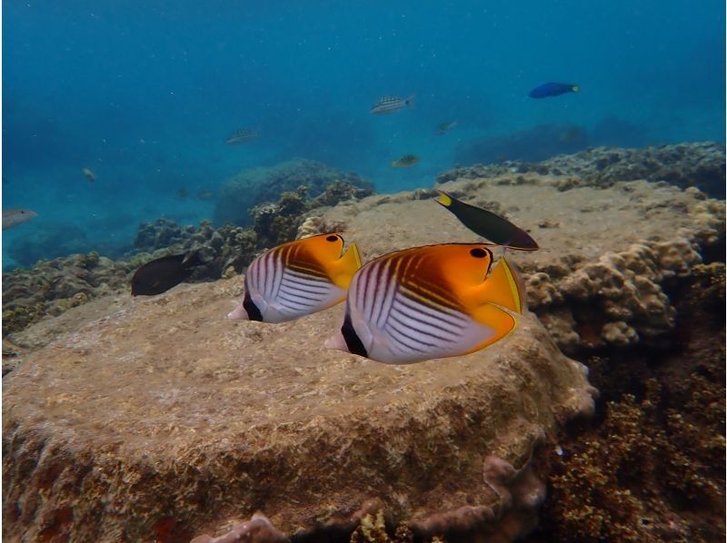 12月限定セール！石垣島・米原ビーチでスノーケルツアー！4歳〜OK！少人数制！温水シャワーあり！水中写真プレゼントの紹介画像
