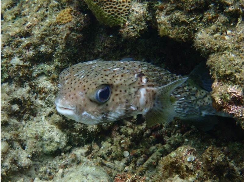 12月限定セール！石垣島・米原ビーチでスノーケルツアー！4歳〜OK！少人数制！温水シャワーあり！水中写真プレゼントの紹介画像