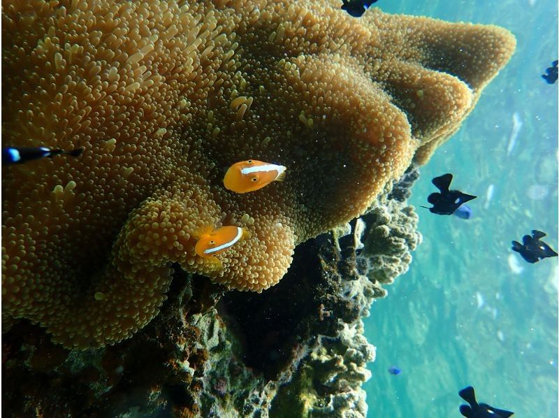 12月限定セール！石垣島・米原ビーチでスノーケルツアー！4歳〜OK！少人数制！温水シャワーあり！水中写真プレゼントの紹介画像