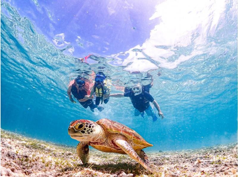 【미야코 섬 | 스노클링】 1 ~ 75 세 | 단체 OK ◆ 1 세트 한정 전세 플랜 ◆ 바다 거북 & 니모의 스노클링 <고화질 데이터>の紹介画像