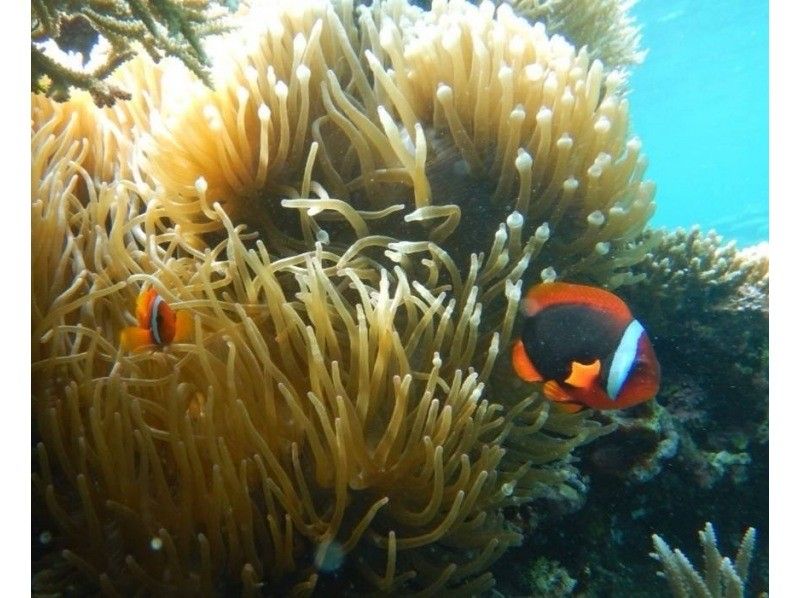 【石垣島、青之洞窟】北部熱門的船浮潛の紹介画像