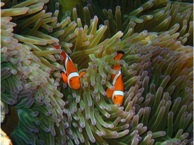 【石垣島、青之洞窟】北部熱門的船浮潛の紹介画像