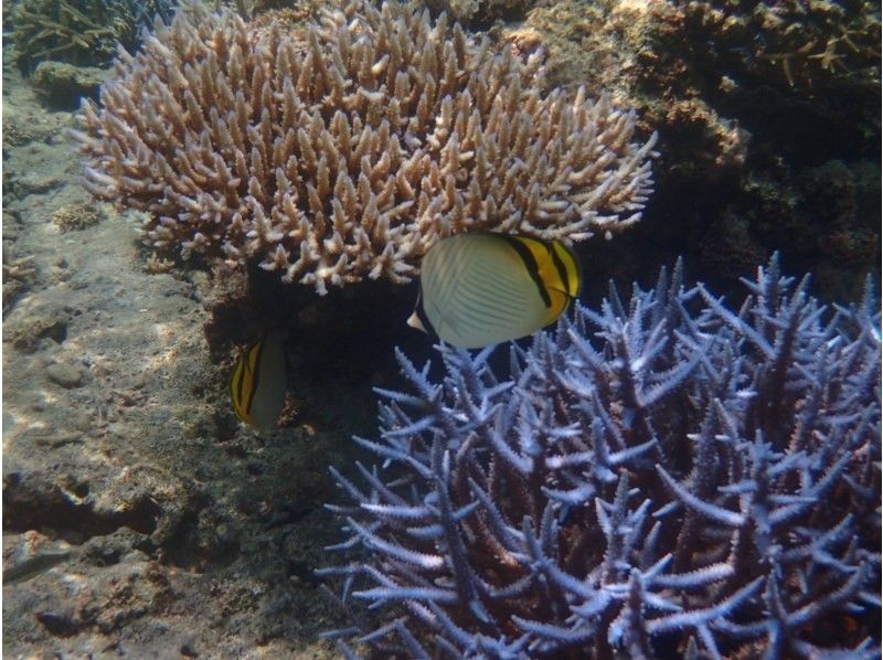 【石垣島、青之洞窟】北部熱門的船浮潛の紹介画像