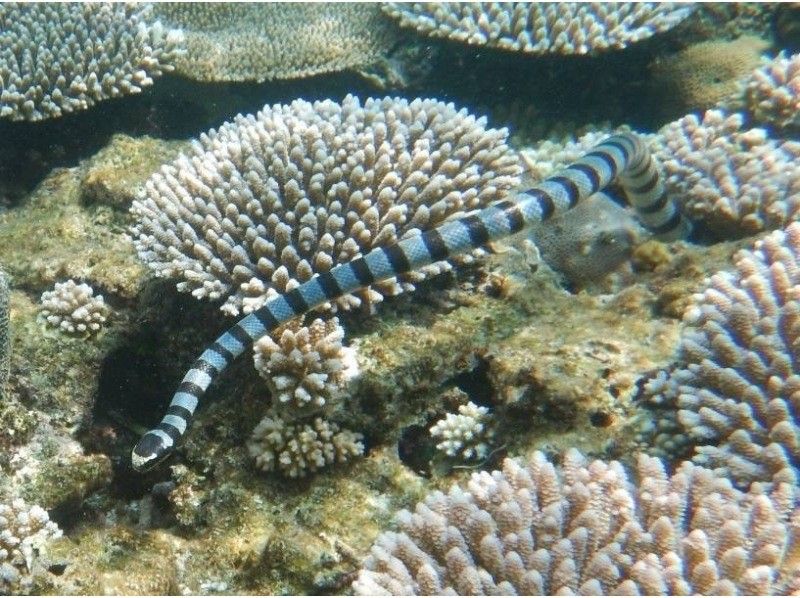 【石垣島/blue cave】島人が知る人気ポイント/吹通川観光こだわりボートシュノーケル　の紹介画像