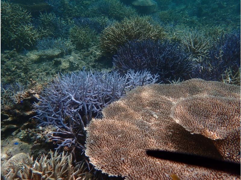 【石垣島、青之洞窟】北部熱門的船浮潛の紹介画像