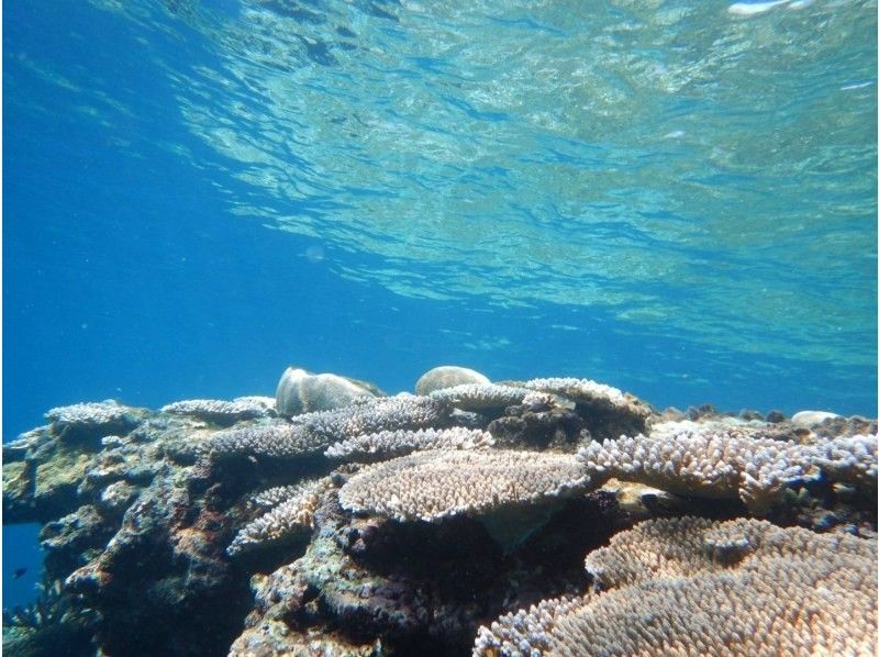 【石垣島/blue cave】島人が知る人気ポイント/吹通川観光こだわりボートシュノーケル　の紹介画像
