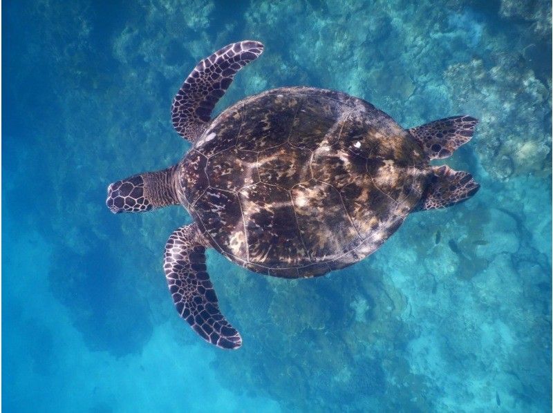 【石垣島、青之洞窟】北部熱門的船浮潛の紹介画像