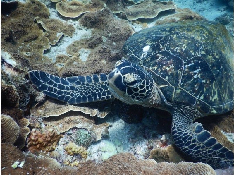 【石垣島、青之洞窟】北部熱門的船浮潛の紹介画像