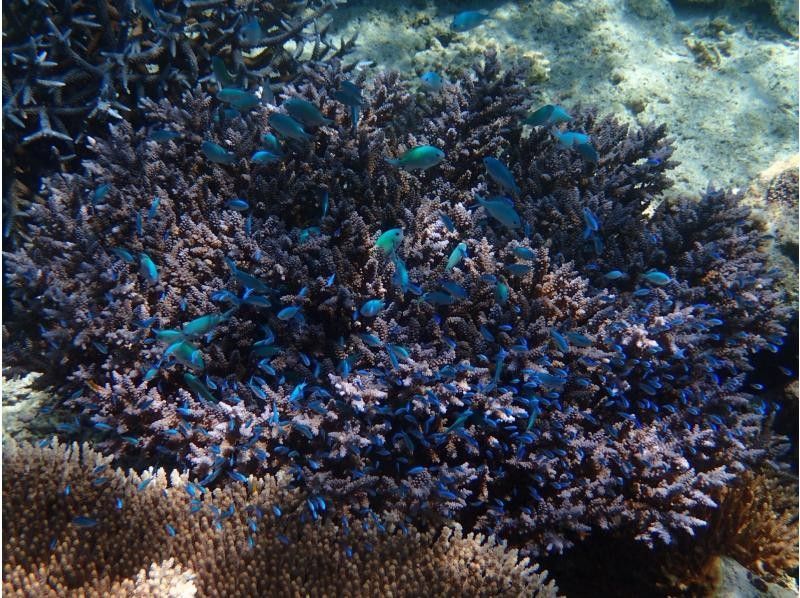 【石垣島/blue cave】島人が知る人気ポイント/吹通川観光こだわりボートシュノーケル　の紹介画像